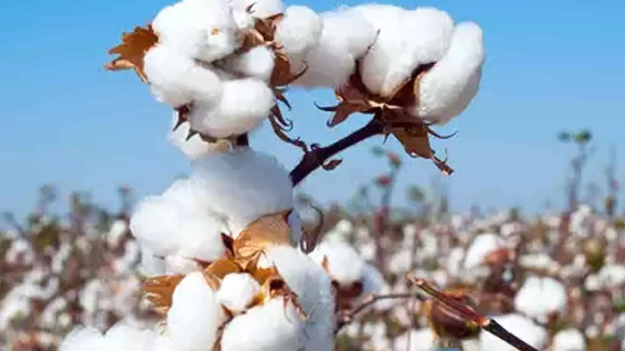 Centre Weighs HTBT Cotton, Glyphosate Use