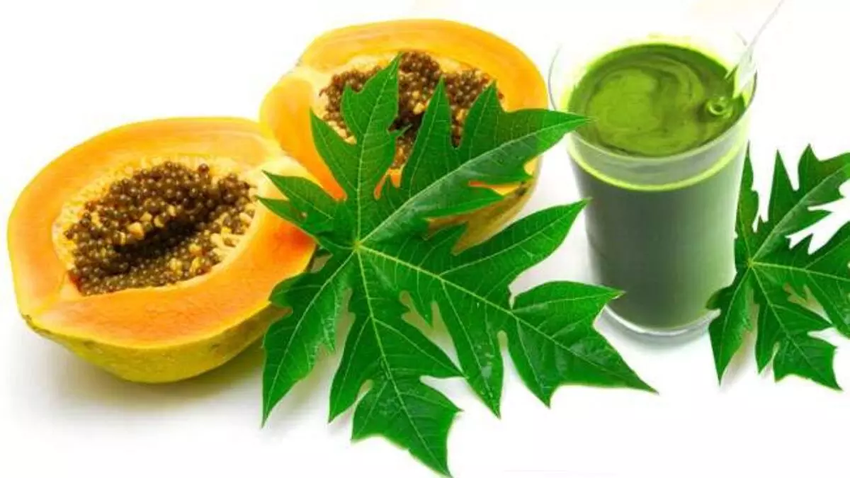 Consuming Papaya Leaf Juice Thrice Weekly Helps Combat These Major Health Issues