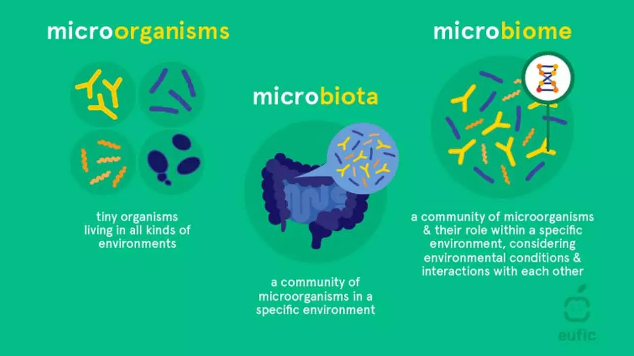 Mathematical Frameworks Can Advance Our Understanding Of Ecosystems From Microbiomes To Large Ones Involving Plants And Animals