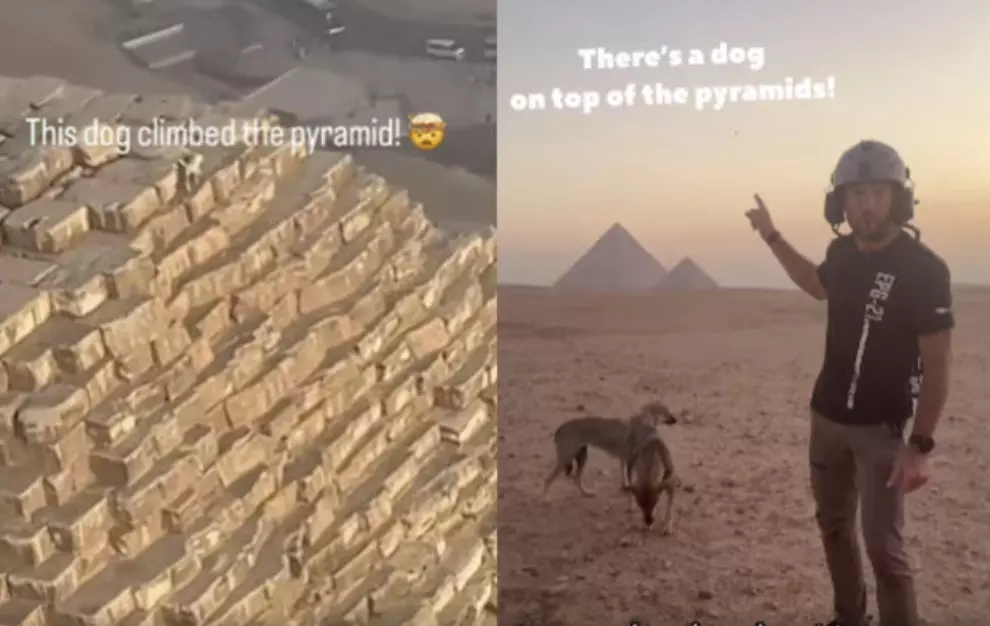 Dog climbs top of Pyramid of Giza in Egypt: Heres what happened next