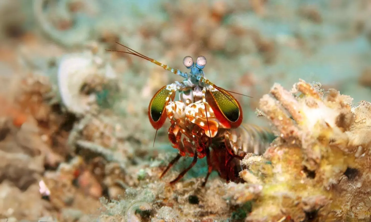 This Marine Creature Packs the Most Powerful Punch; Do You Know?