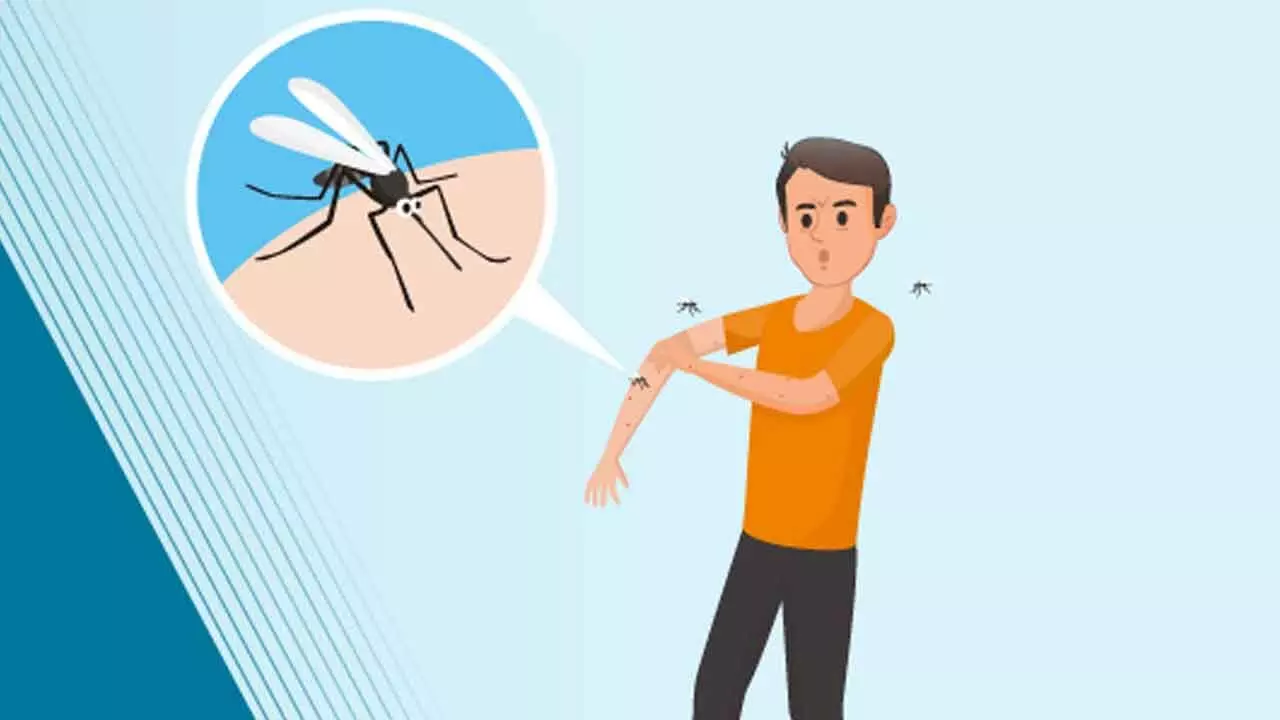 Contain Mosquito Menace Before Sleep Disorders And Health Issues Worsen