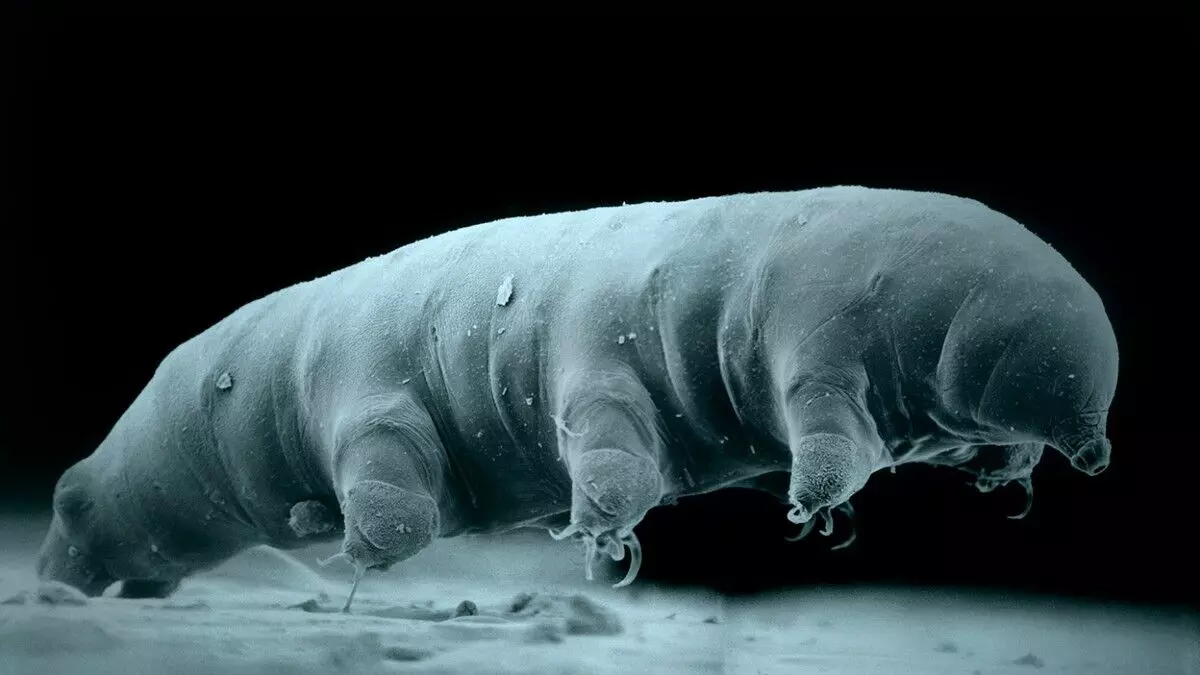 Understanding Tardigrades Resistance to High Radiation Levels and Its Implications for Future Space Missions