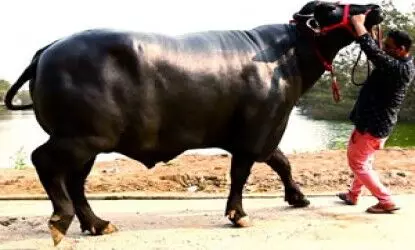 7-Foot Tall Murrah Buffalo Gholu-2 Arrives from Haryana for Hyderabads Sadar Festival