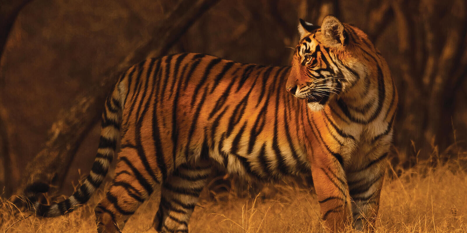 25 Tigers Missing From Ranthambore National Park, Investigation Launched