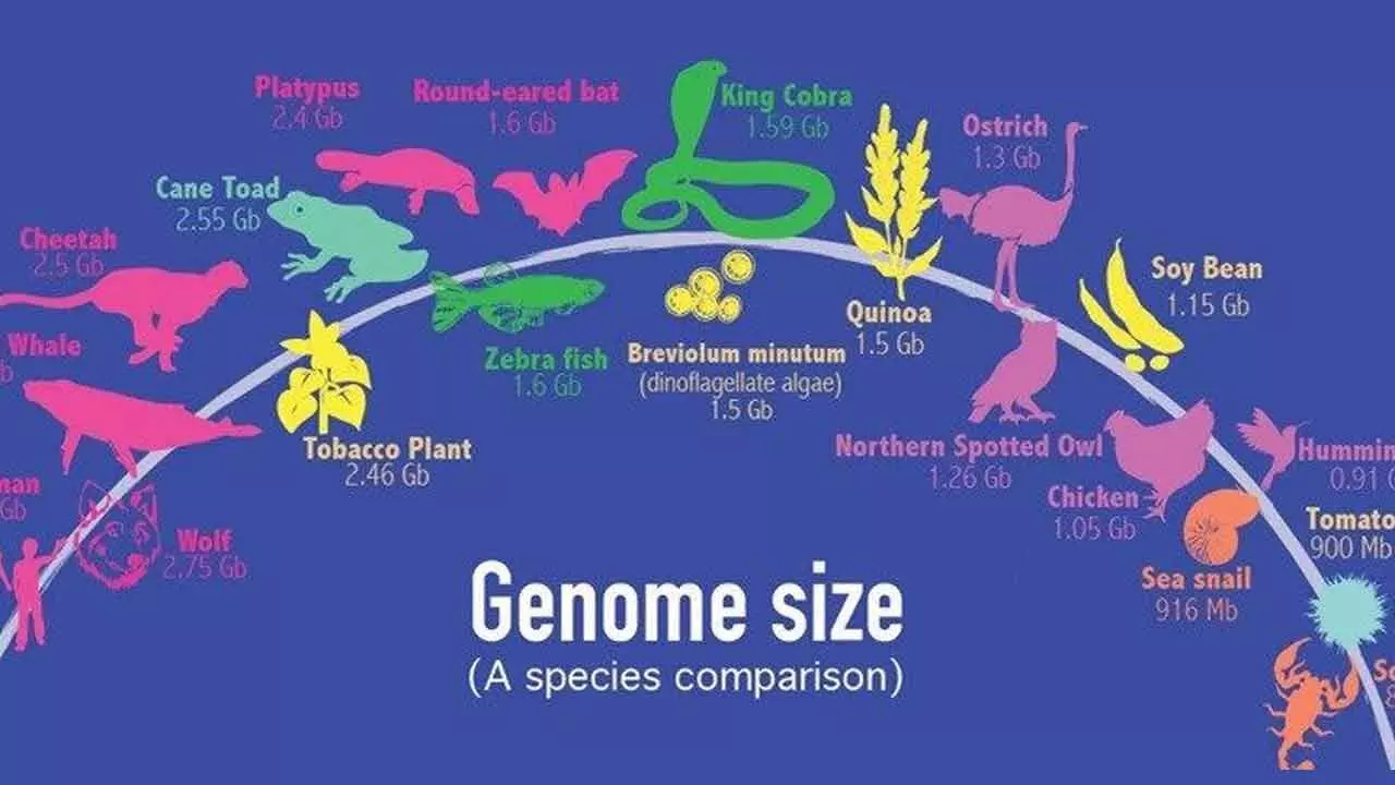 Variations In Genome Size Highlight Life’s Diversity On Earth And Also Pose Intriguing Evolutionary Questions