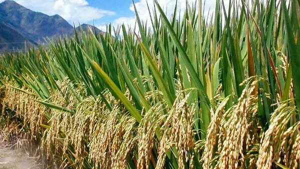 Uttam Kumar Pats Farmers for Unparalleled Paddy Production