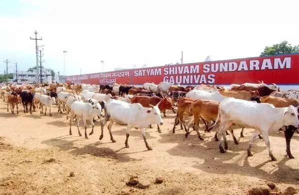 Satyam Shivam Sundaram Gau Nivas holds Maha Annakut Mahotsav at Umda Nagar