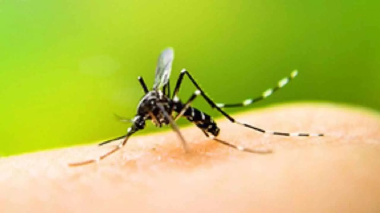 Climate Change Responsible For 19% Of Rising Dengue Cases: Study