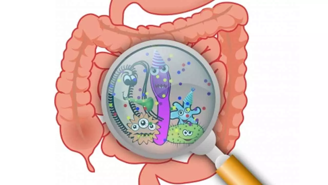 What Are The Mechanisms Behind Food Poisoning, Gut Infections?