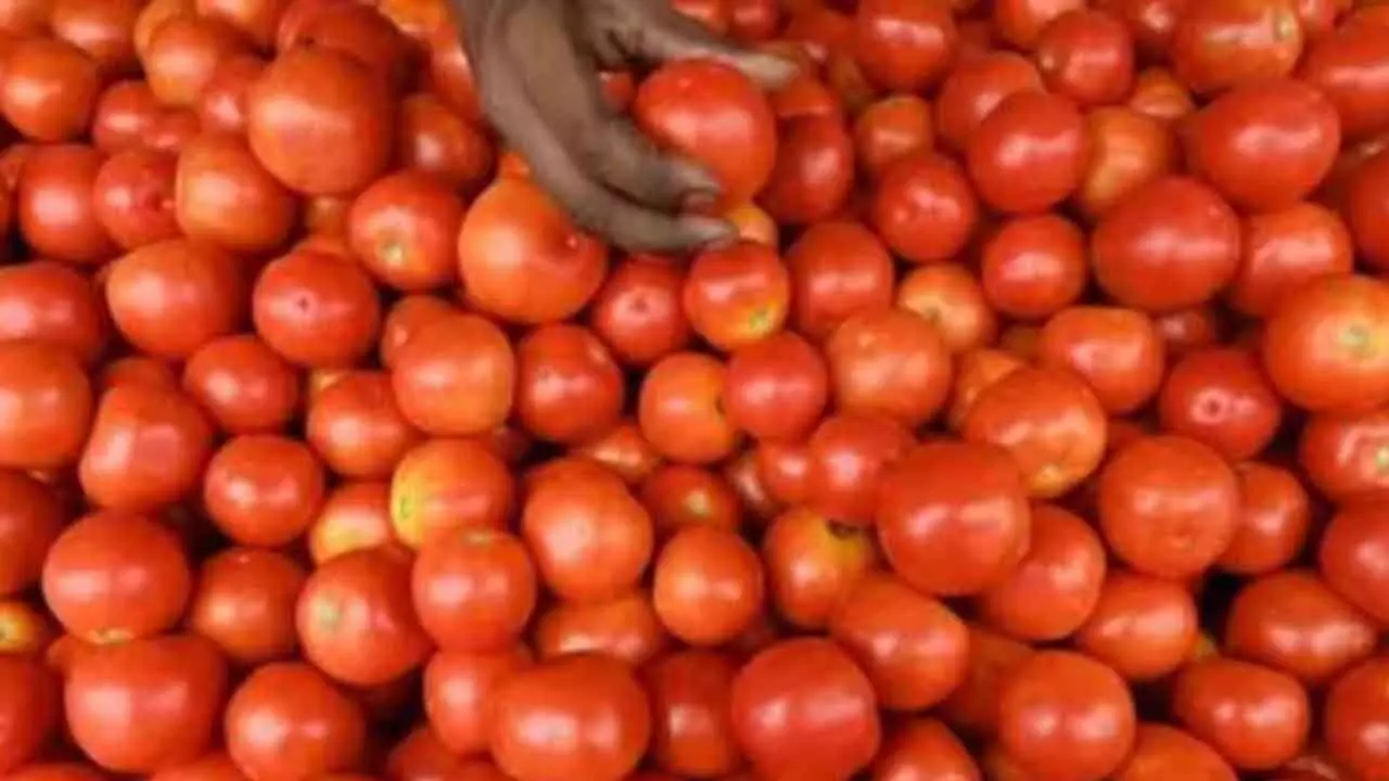 Tomato Prices Drop 22.5% As Fresh Crop Inflow Picks Up