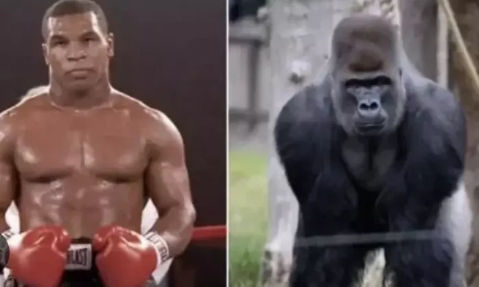 In a bizarre but true story, Mike Tyson once offered $10,000 to fight a Gorilla at New York Zoo