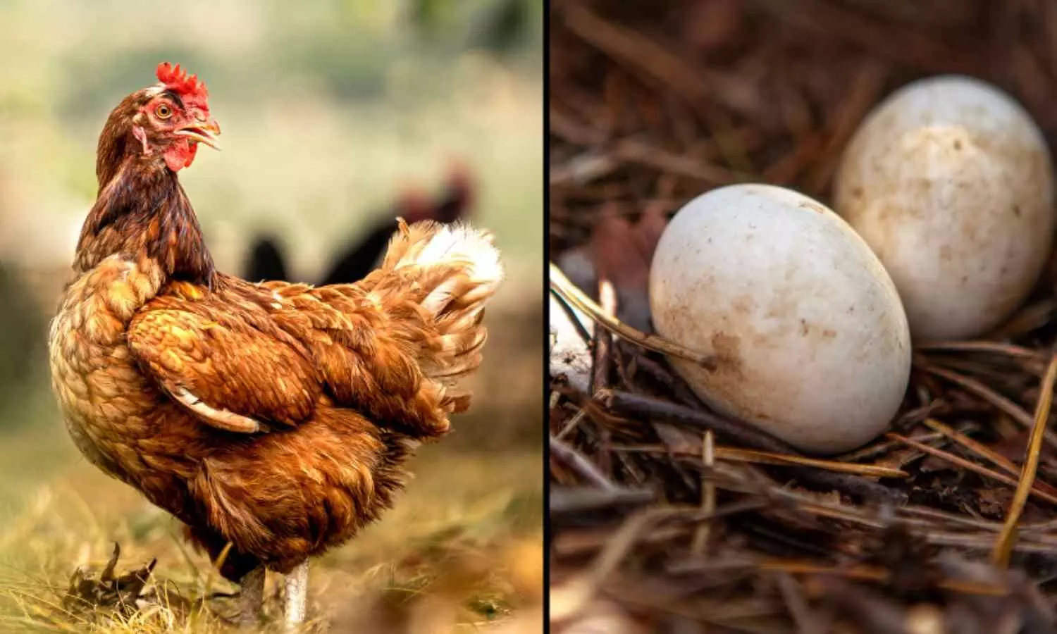 What Came First, the Chicken or the Egg? Find Out Now