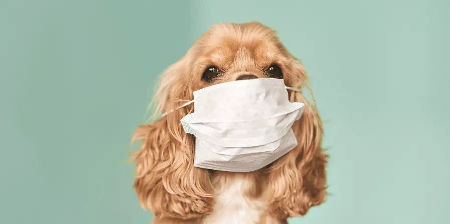 How Air Pollution Affects Pets and How to Protect Them