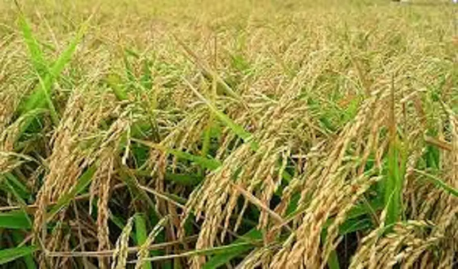 Telangana will Achieve Record Paddy Procurement This Season: Uttam