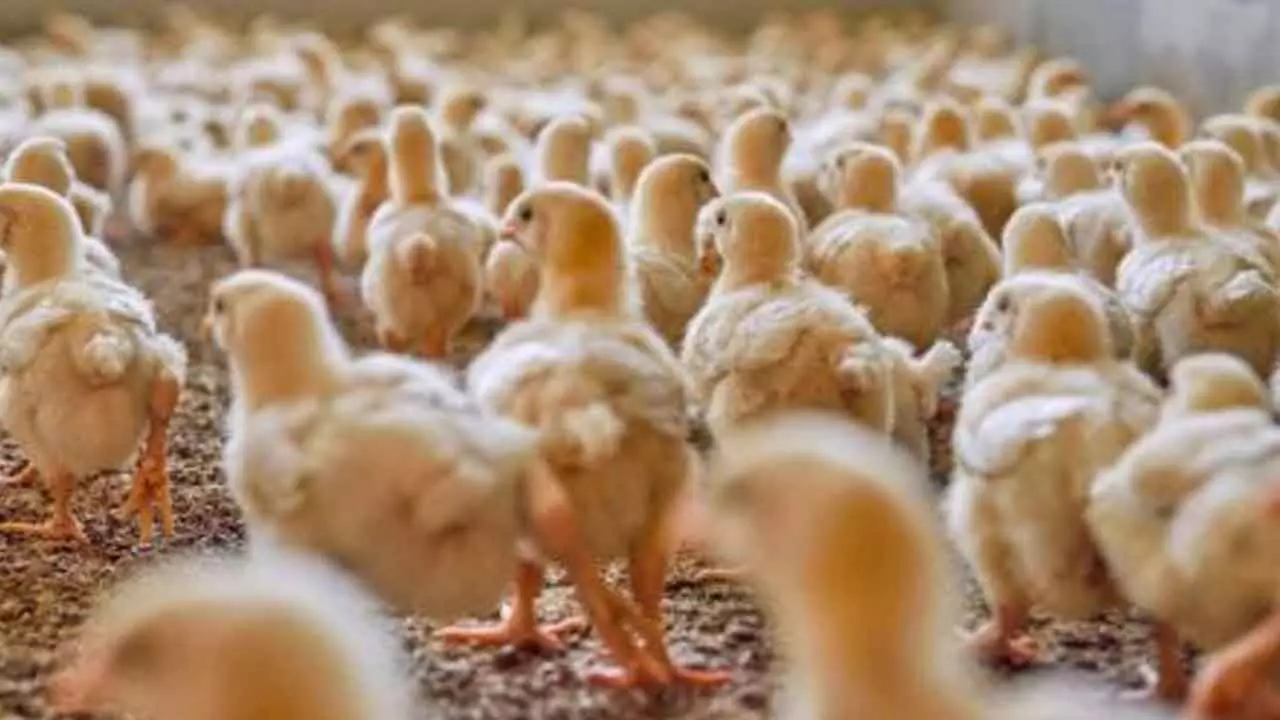 Bird Flu Crisis Hits Andhra Pradesh, Poultry Industry in Turmoil