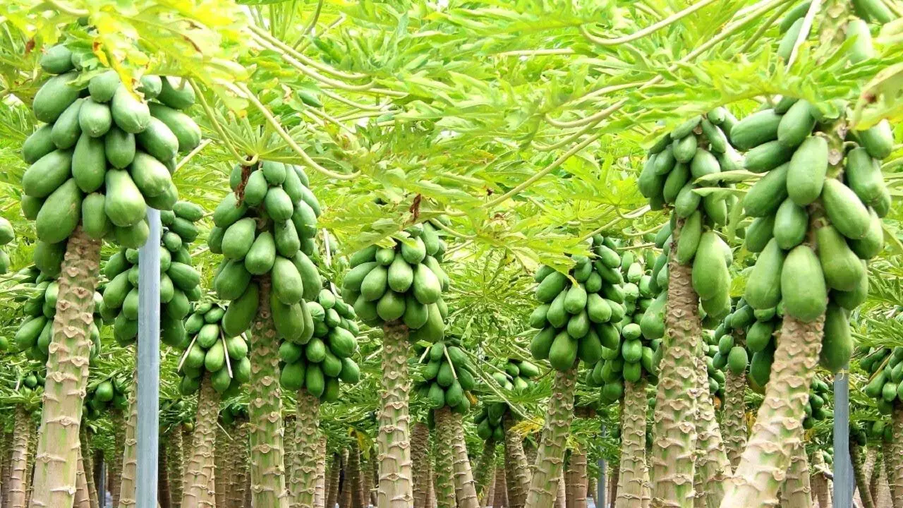 Transform Your Financial Future: Profitable Papaya Farming on Just One Acre of Land