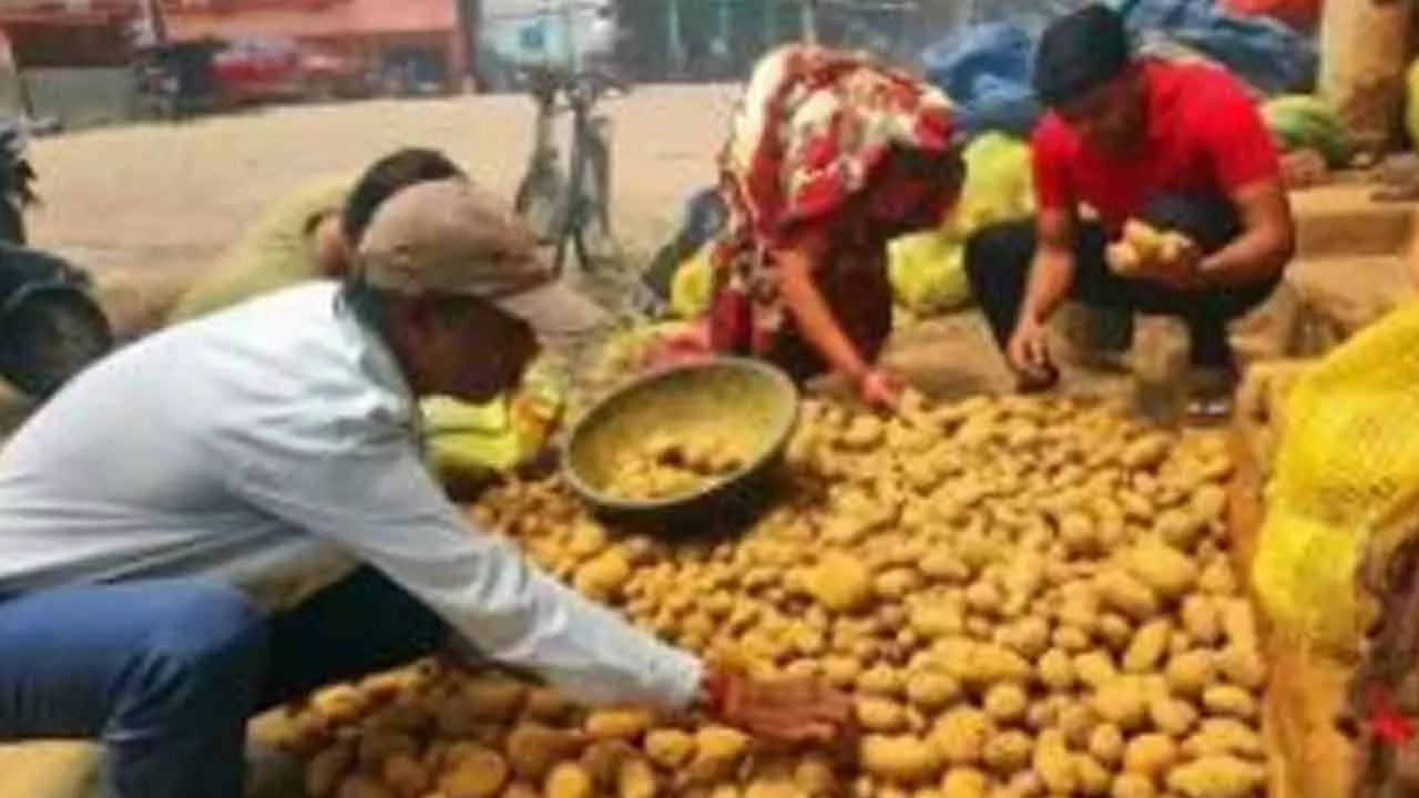 Potato Prices In Bengal Set To Rise As Traders Threaten Strike