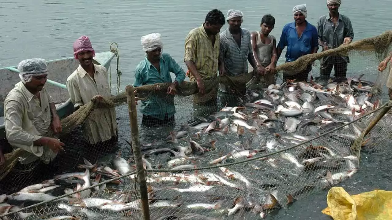 Rs 20k-Cr Fisheries Scheme Achieves Output Target