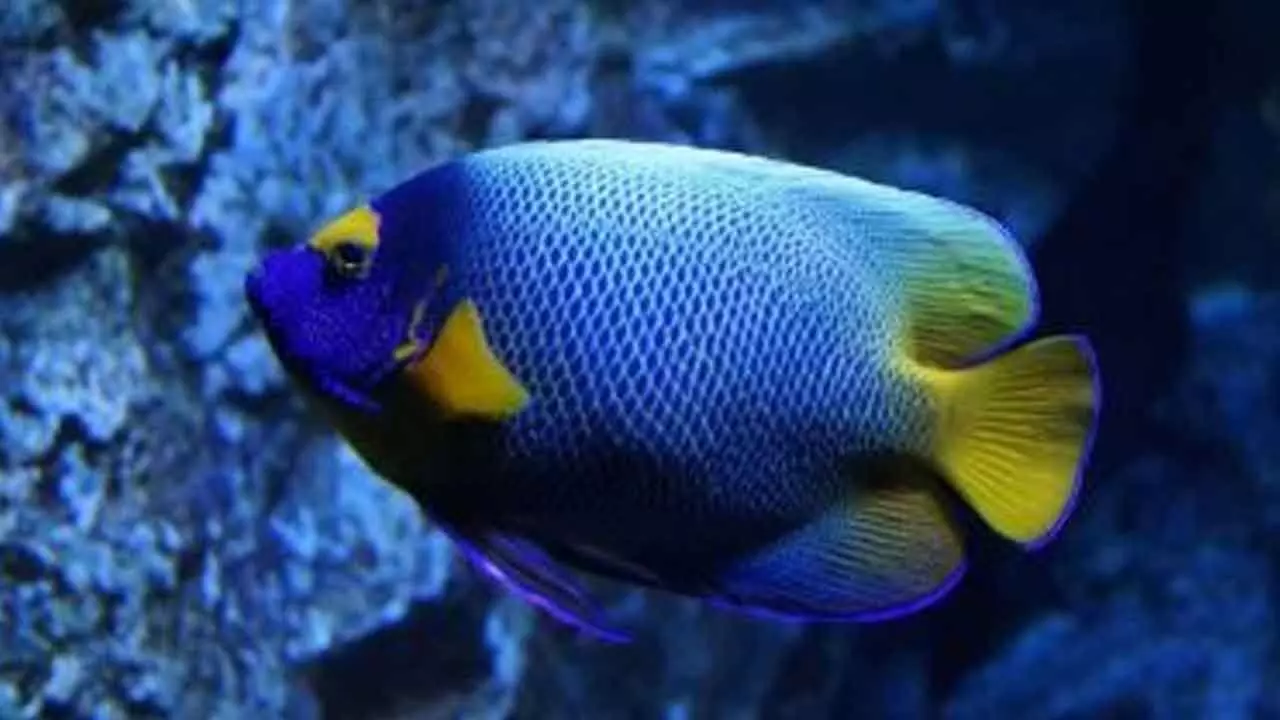 Central Marine’s Breakthrough In Captive Breeding Of Ornamental Fish