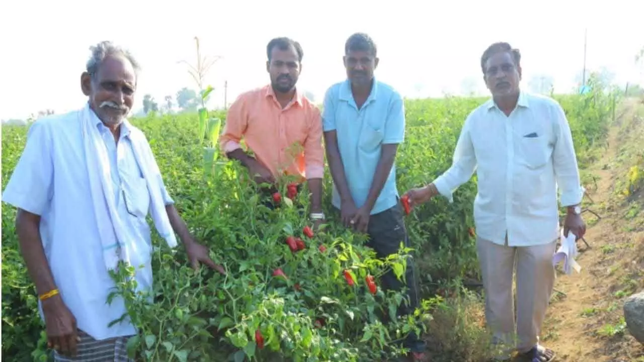 Warangal’s Chapata Chilli Set To Get GI Tag