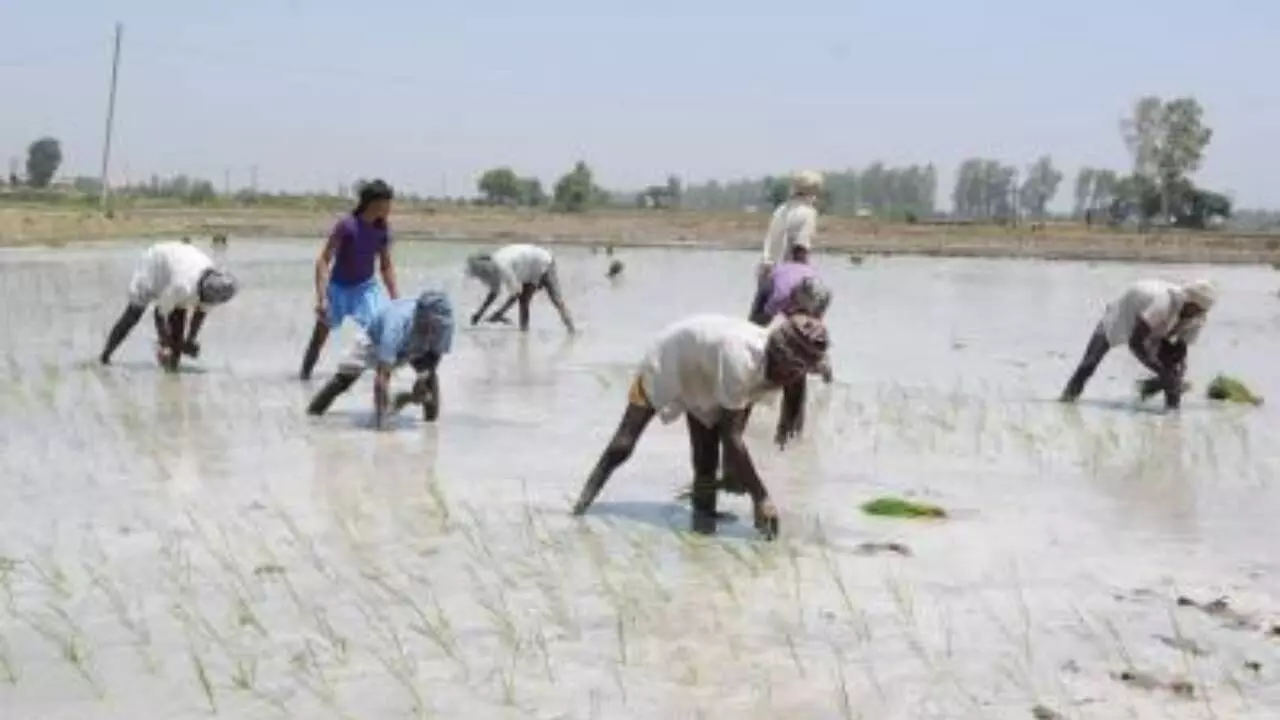 Inflation burden eases for farm and rural labourers