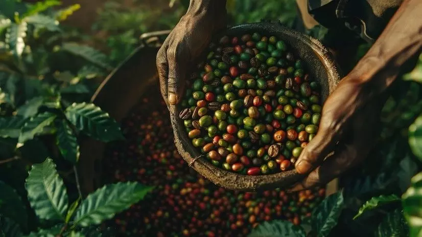 How Buying Brazilian Raw Coffee Wholesale Helps Boost Your Business