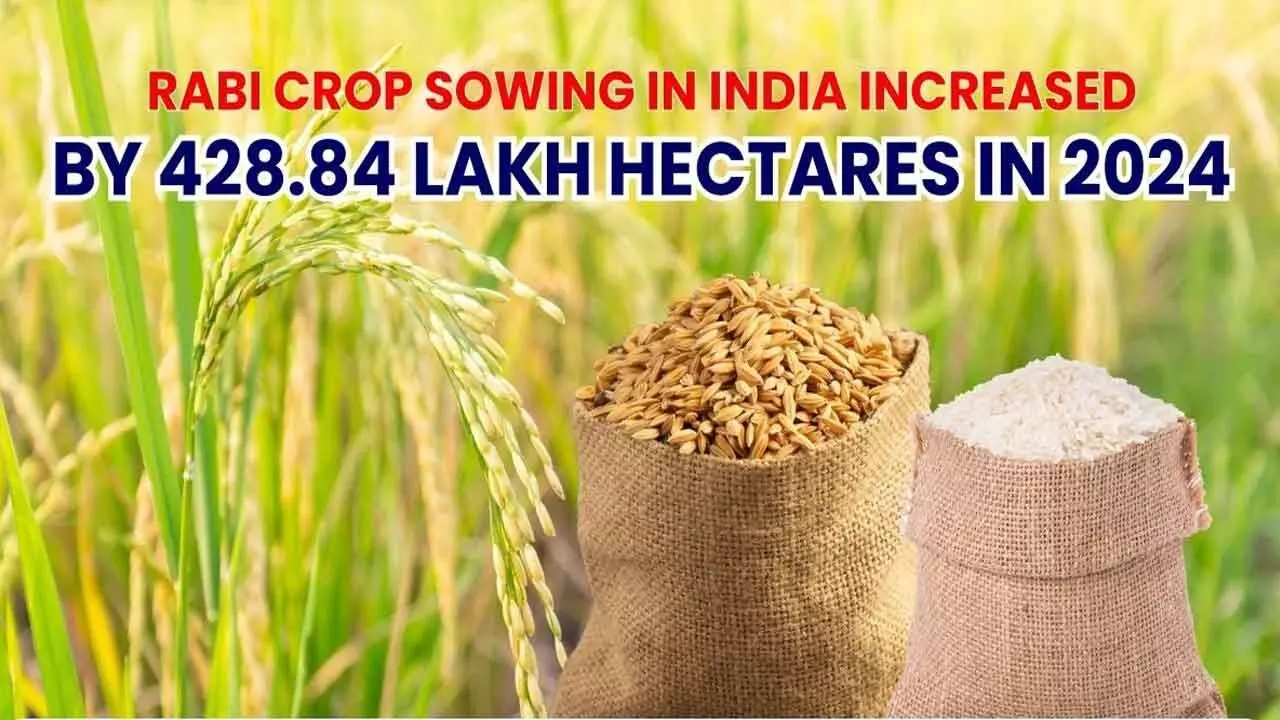 Area Sown Under Rabi Crops Swells To 558.8 Lakh Hectares