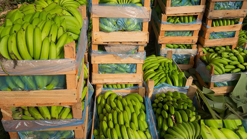 India targeting Russia to boost banana exports to $1 bn in coming years: APEDA Chairman