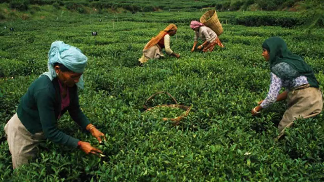 Mixed Bag For Tea Industry In 2024