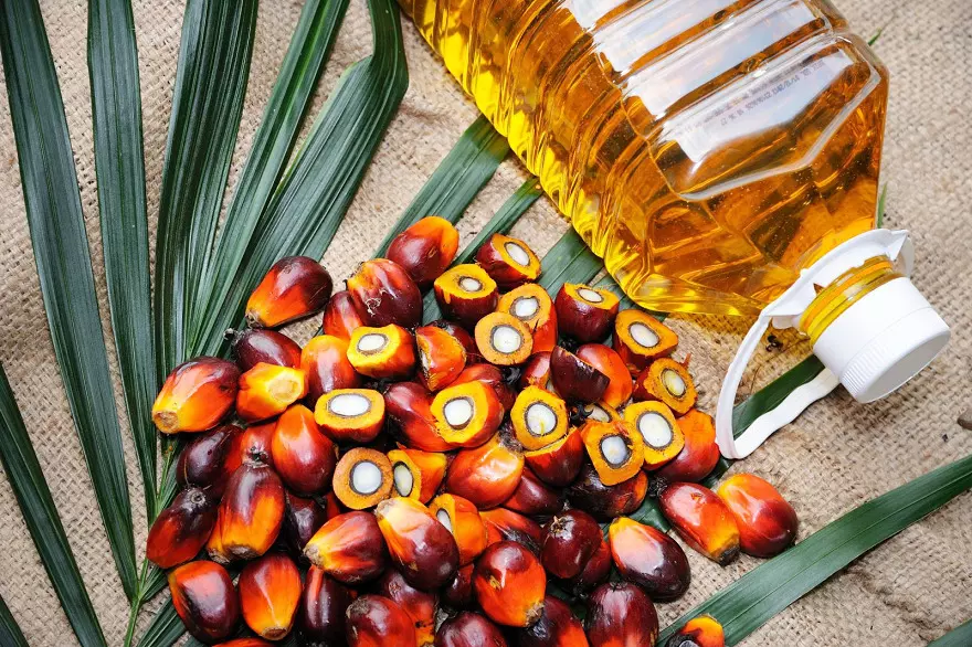 Centre asks states to prioritise oil palm cultivation targets under NMEO-OP