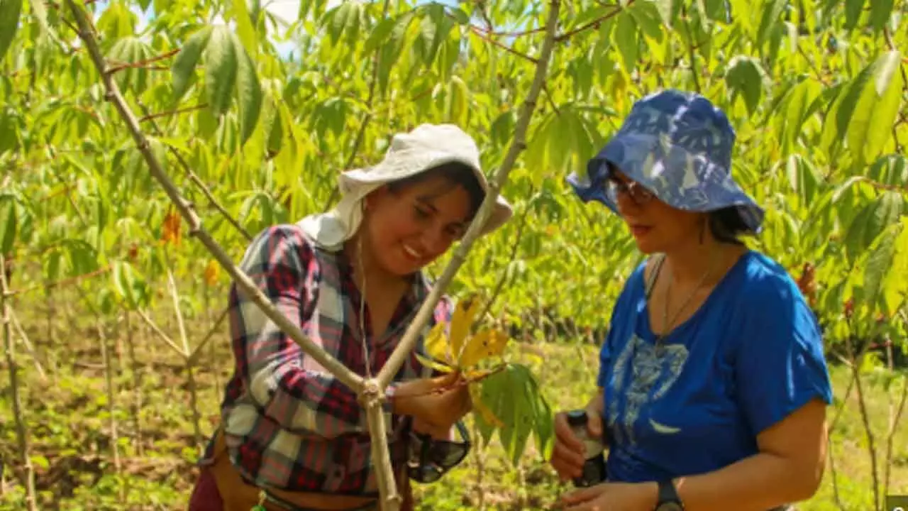 Hybrid Technology Key To Small Farmers’ Growth, Food Security