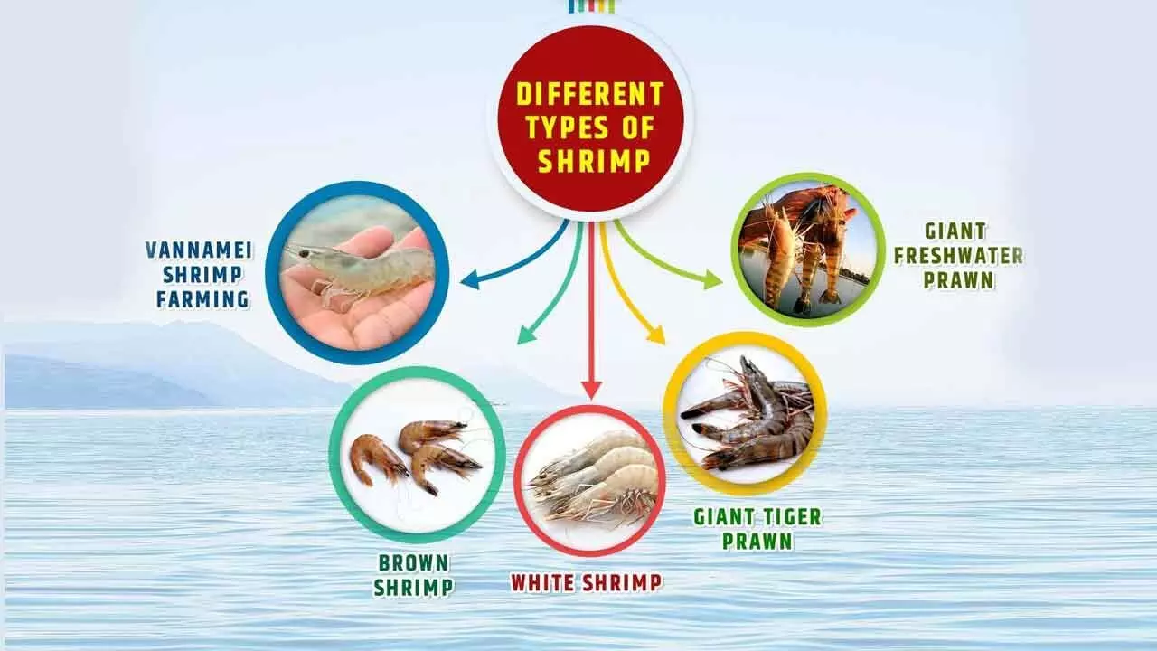 Shrimp Feed Can Balance Nutritional Requirements, Contain Diseases And Ensure Profit For Farmers