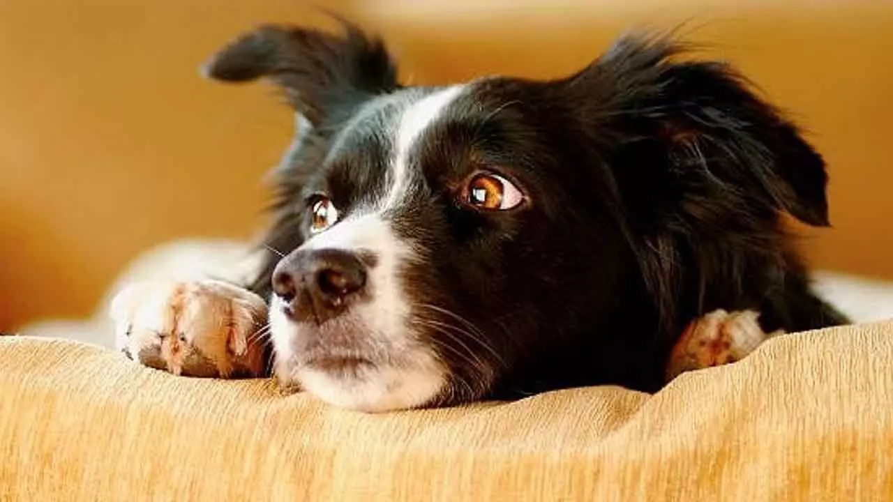 How Your Stress Impacts Your Dog’s Well-Being