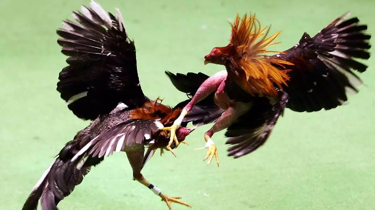 Cockfighting at Sankranti: A High-Stakes Tradition in Andhra Pradesh