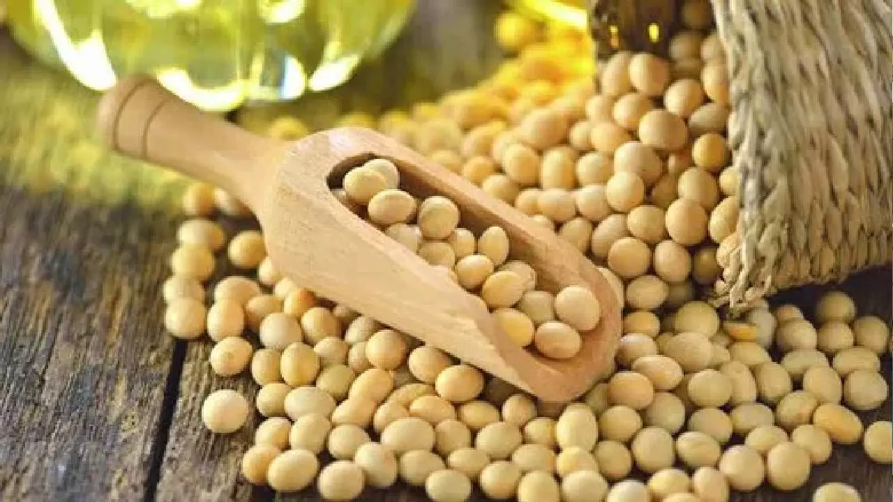 Centre procures 13.73L tonne soybean under MSP scheme