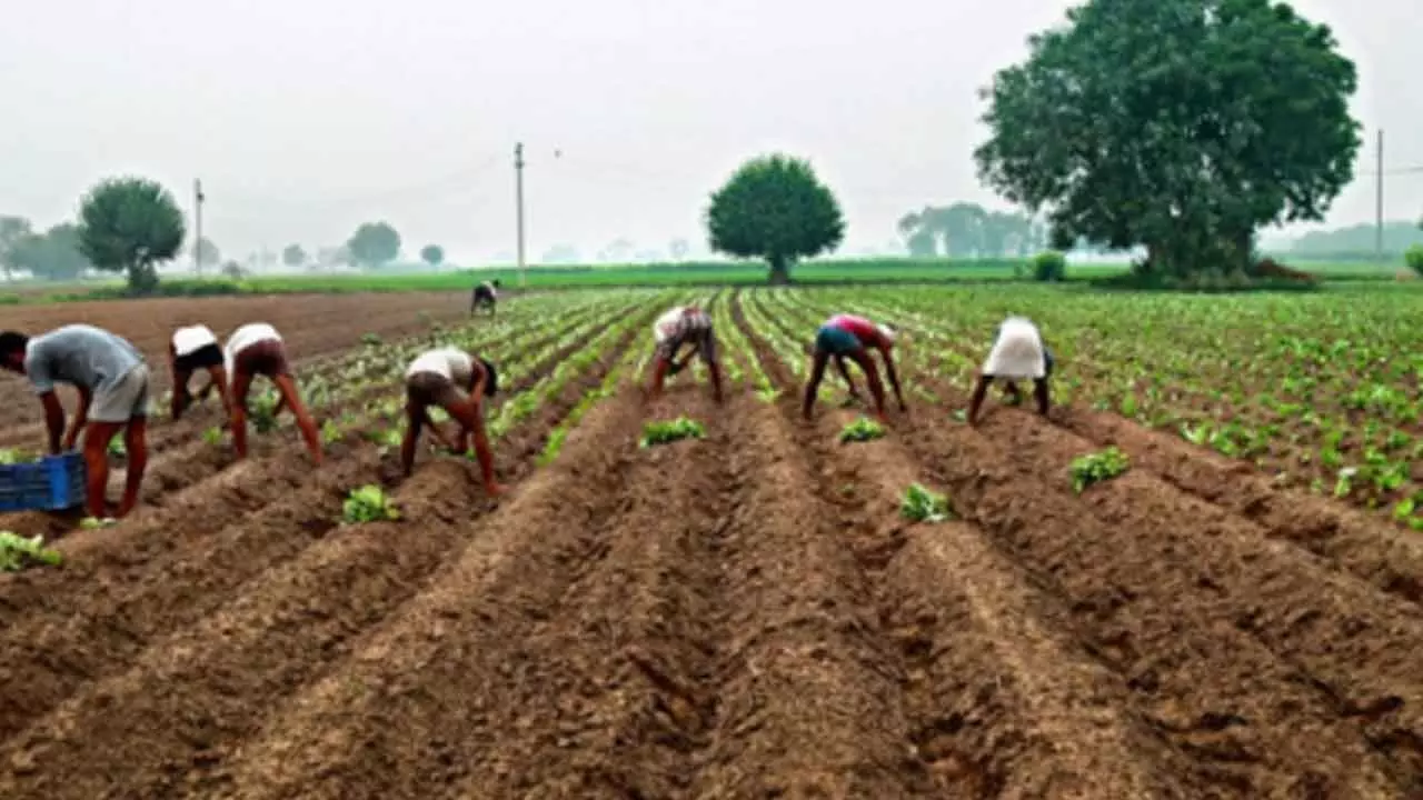 Irregularities In Crop Insurance, Shrines Shown As Farmlands