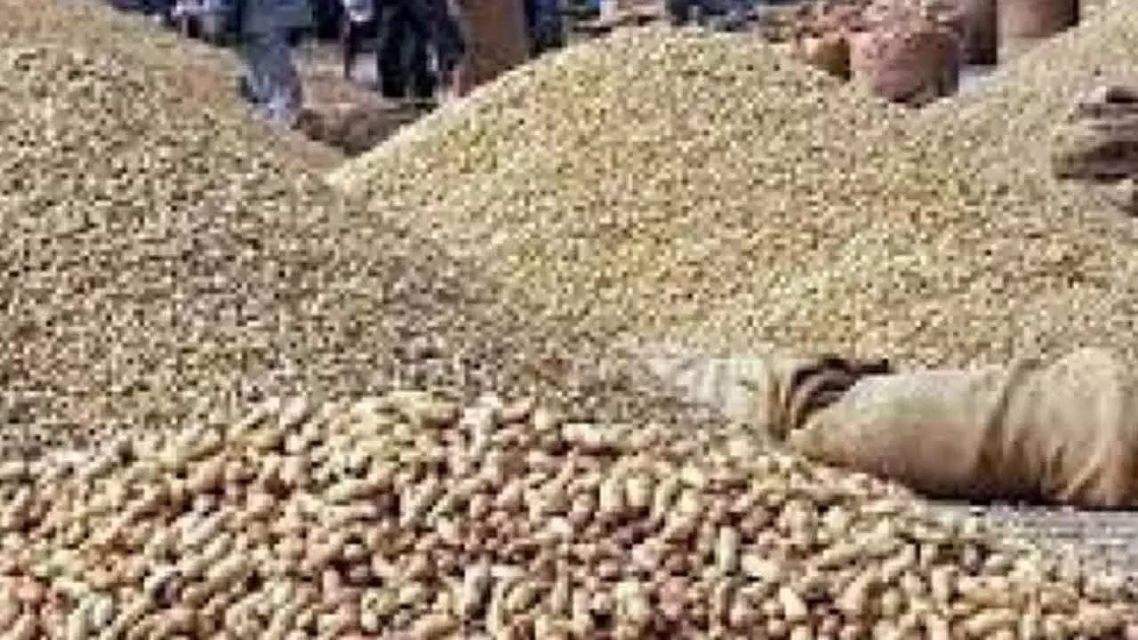 Gujarat Purchases 10L MT Groundnuts For Rs 6,700 Cr