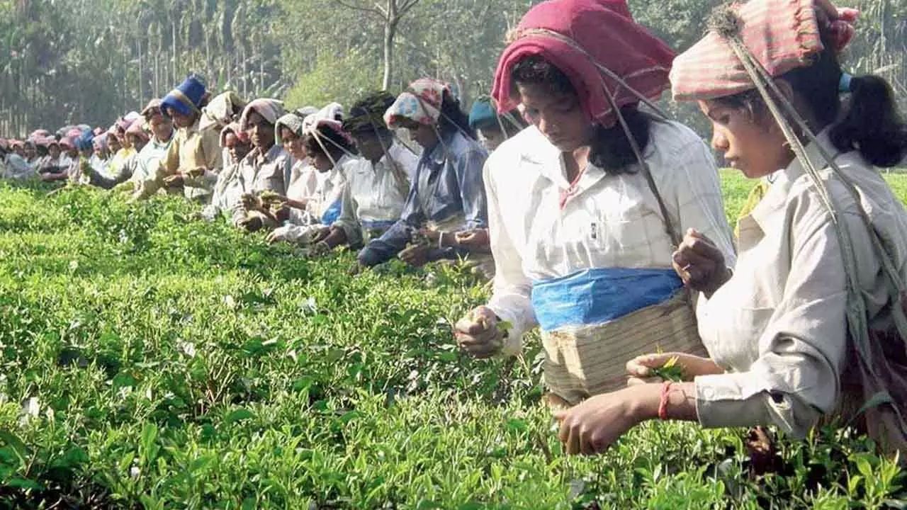 Image Of Indian Tea Hit By Re-Export Of Cheap Tea: TAI