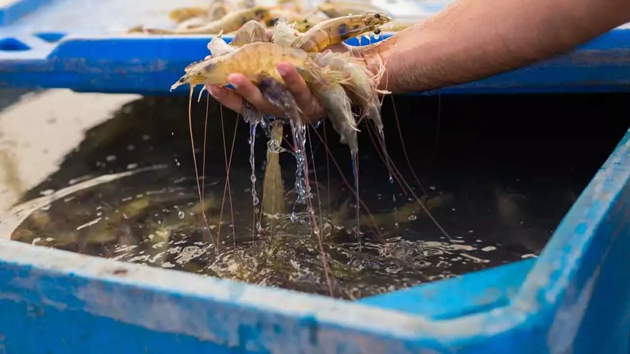 Centre Cancels Shrimp Project In AP