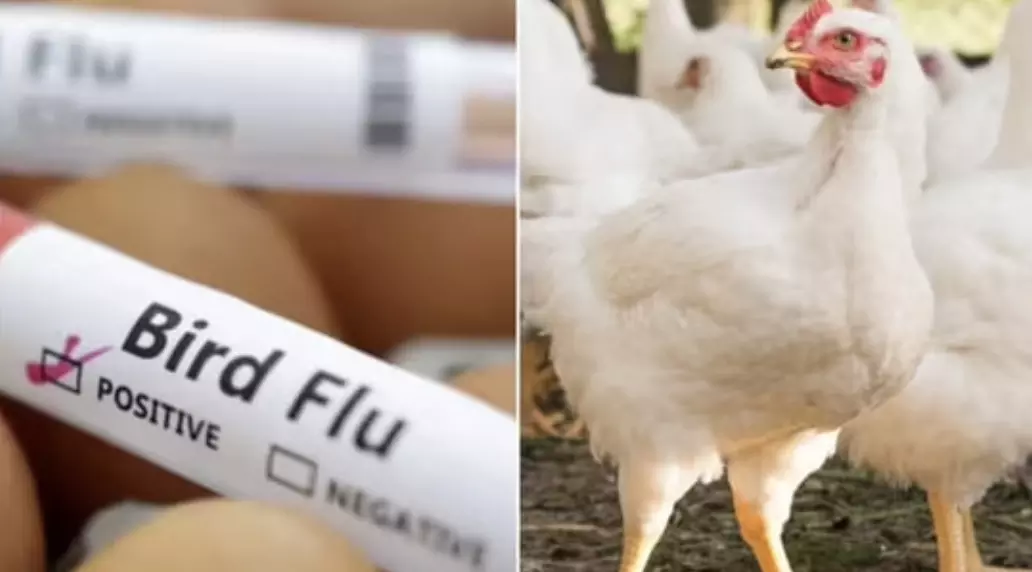 Bird flu outbreak in Andhra Pradesh: Officials warn against consuming chicken and eggs