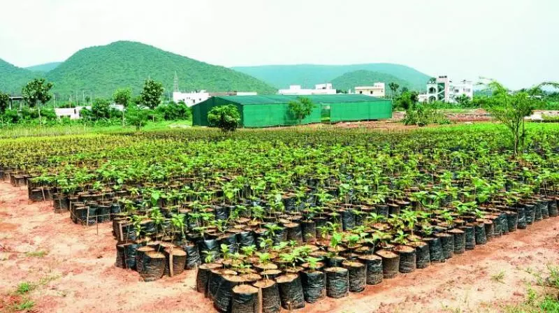 Kadiyam nursery farmers plant 1,000 saplings in honour of KCR’s birthday