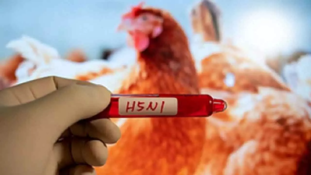 H5N1 Bird Flu Silently Spreads From Animals To Some Humans: Report