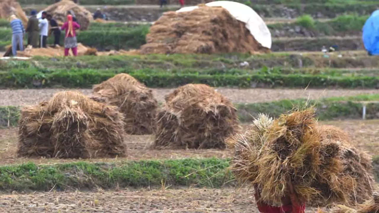 Farmers Left In The Lurch As Crop Insurance Payouts Plummet 90%