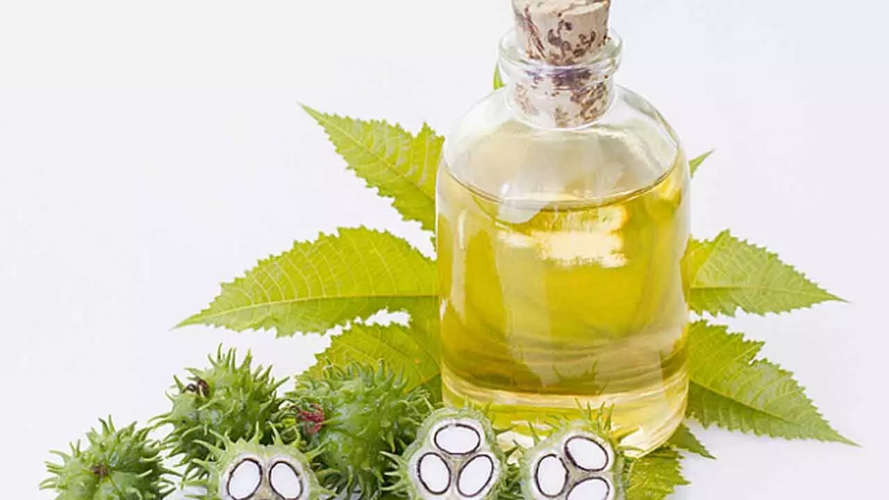 Sustainable Practices To Boost Castor Oil Exports To $2.5 Bn