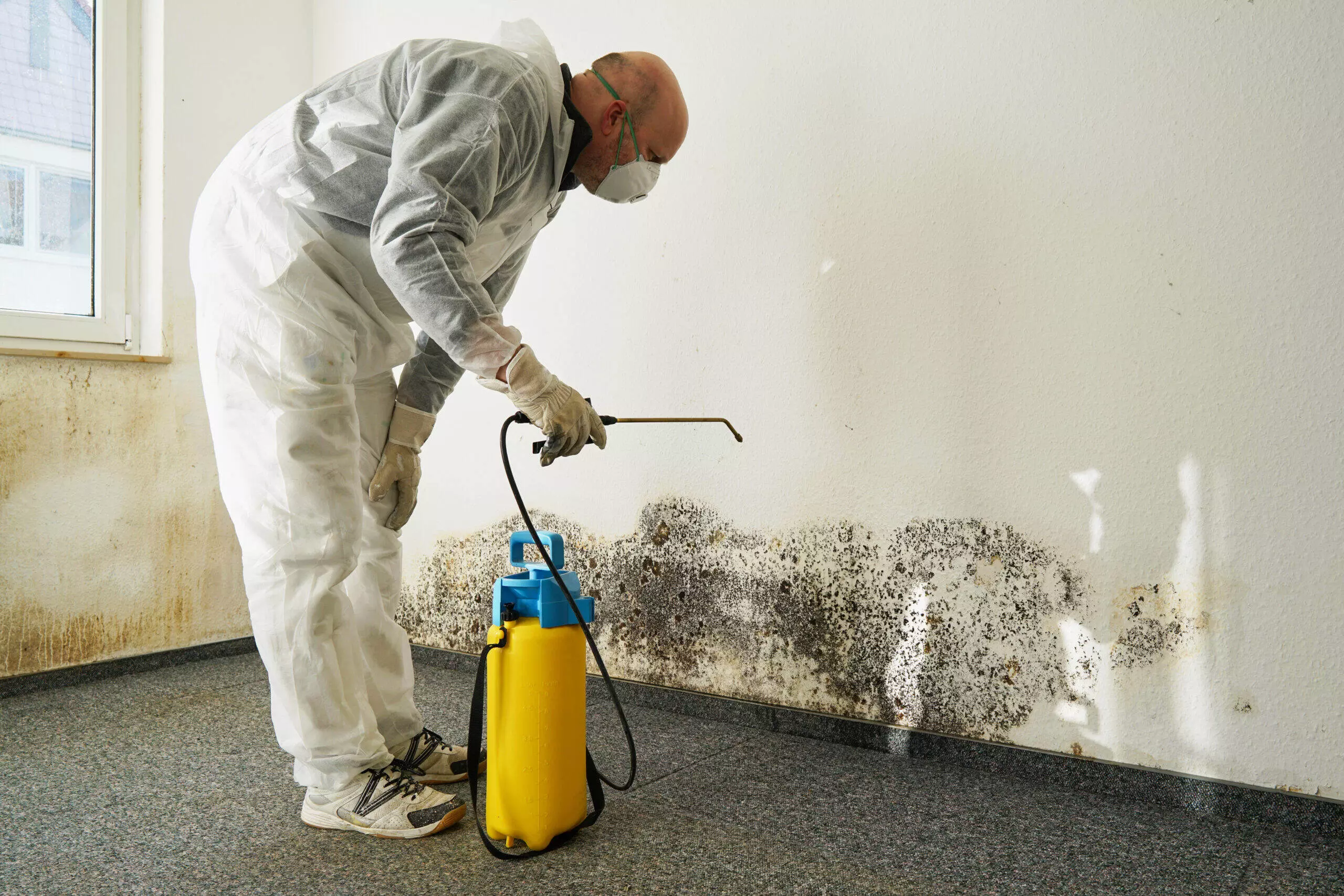 How to Hire a Mold Remediation Company