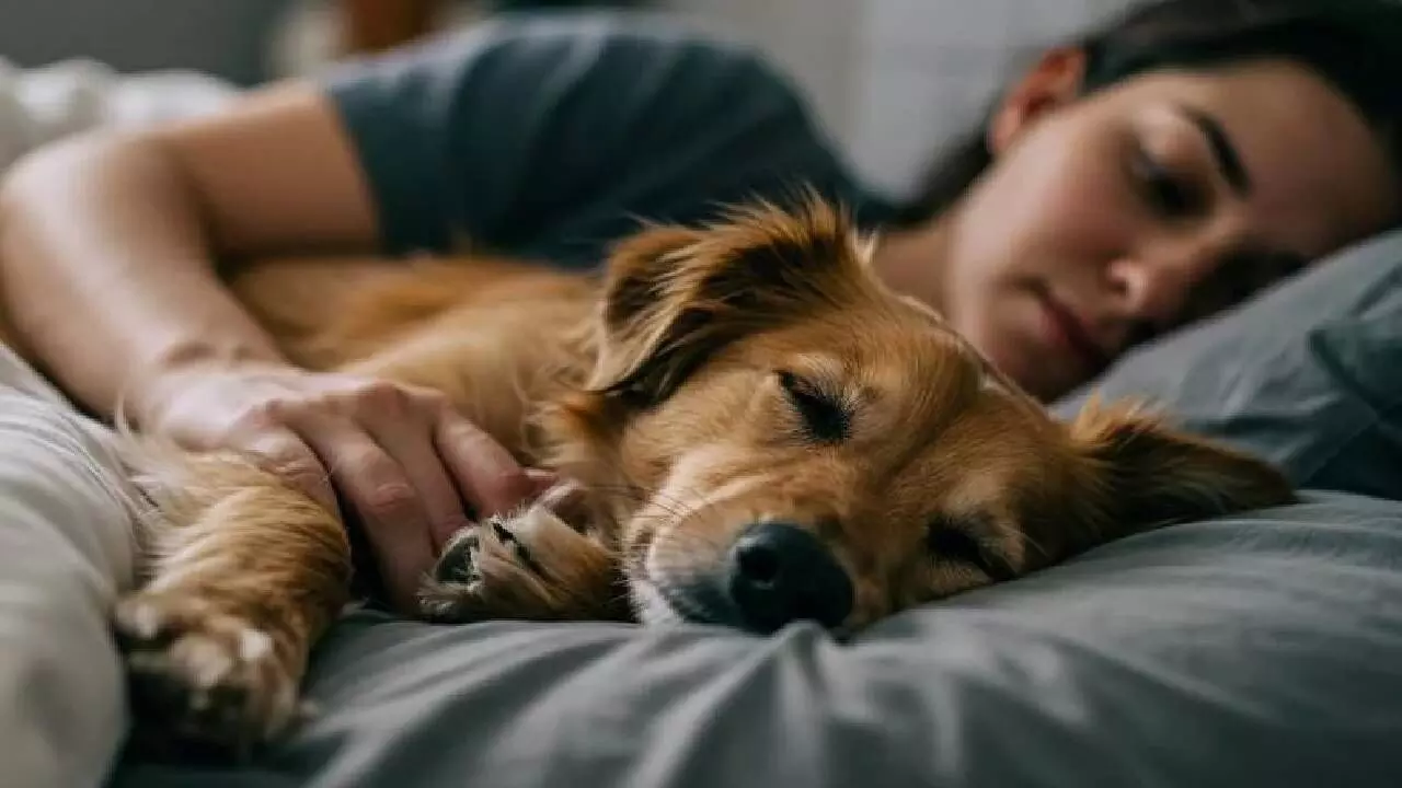 Science of snoozing: what dogs sleep reveals about domestication