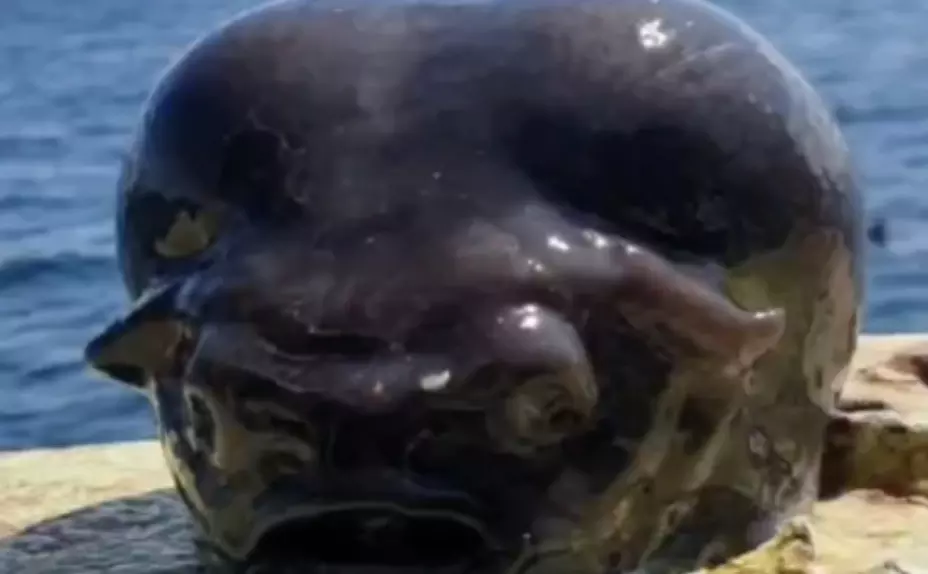 Alien-Like marine creature discovered by Russian fisherman