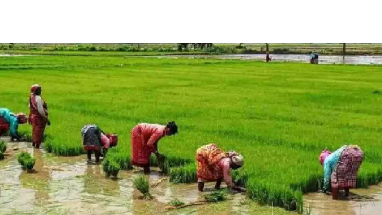 TN Delta Farmers Urge Govt To Introduce New Paddy Varieties