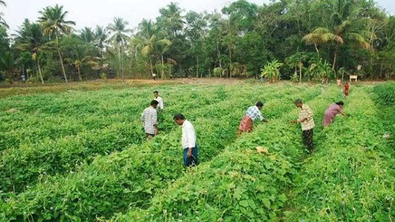 TN Govt Going Organic Way For Natural Farming